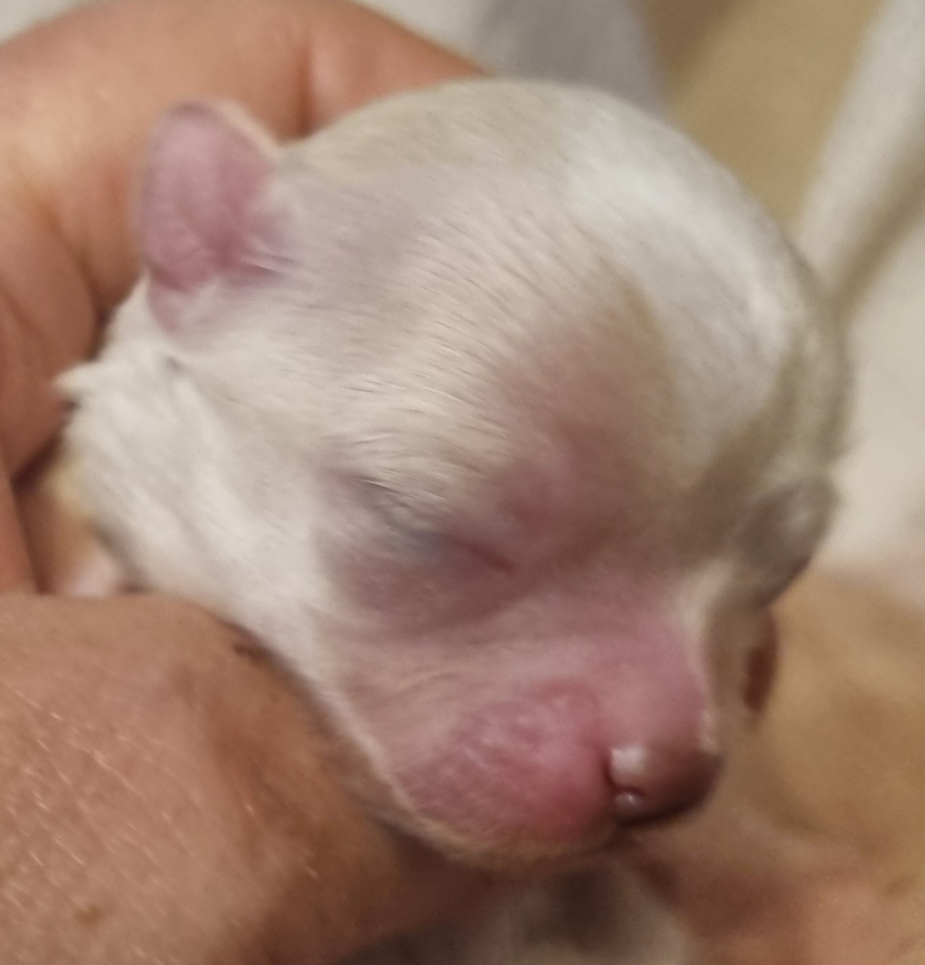 Des muses du haut forez - Chiots disponibles - Chihuahua