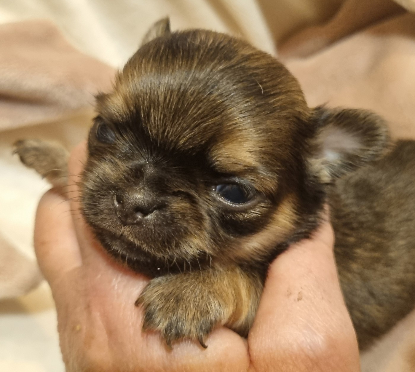Des muses du haut forez - Chiots disponibles - Chihuahua
