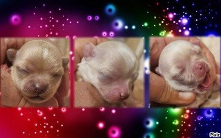 Chiot Chihuahua Des muses du haut forez