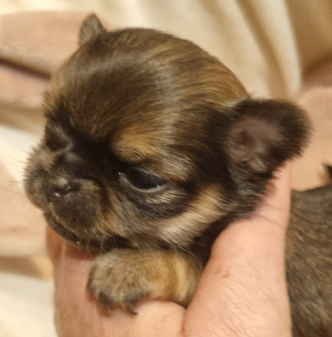 Chiot Chihuahua Des muses du haut forez