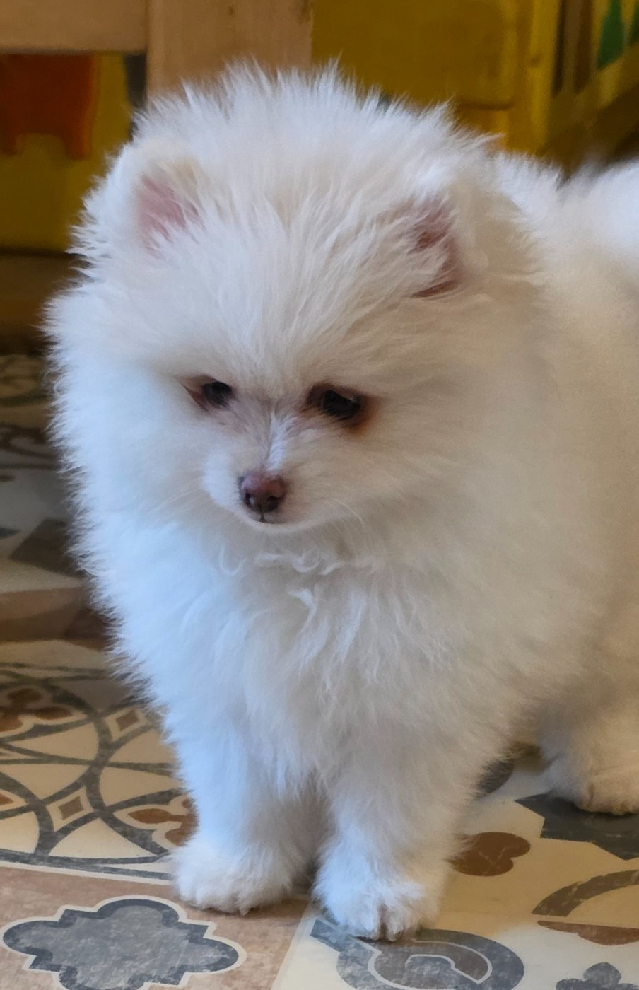 Des muses du haut forez - Chiots disponibles - Spitz allemand