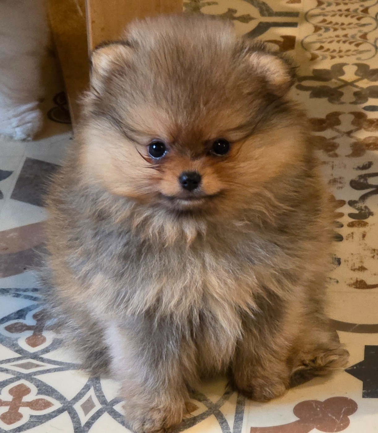 Des muses du haut forez - Chiots disponibles - Spitz allemand