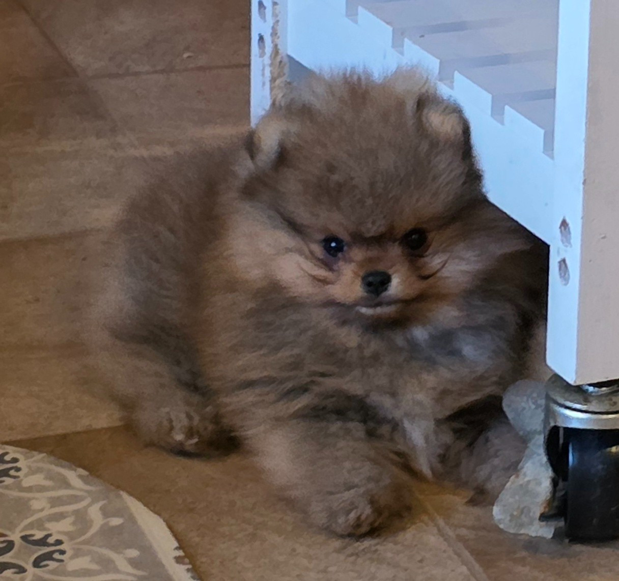 Des muses du haut forez - Chiots disponibles - Spitz allemand