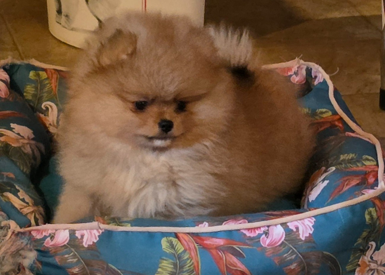 Des muses du haut forez - Chiots disponibles - Spitz allemand