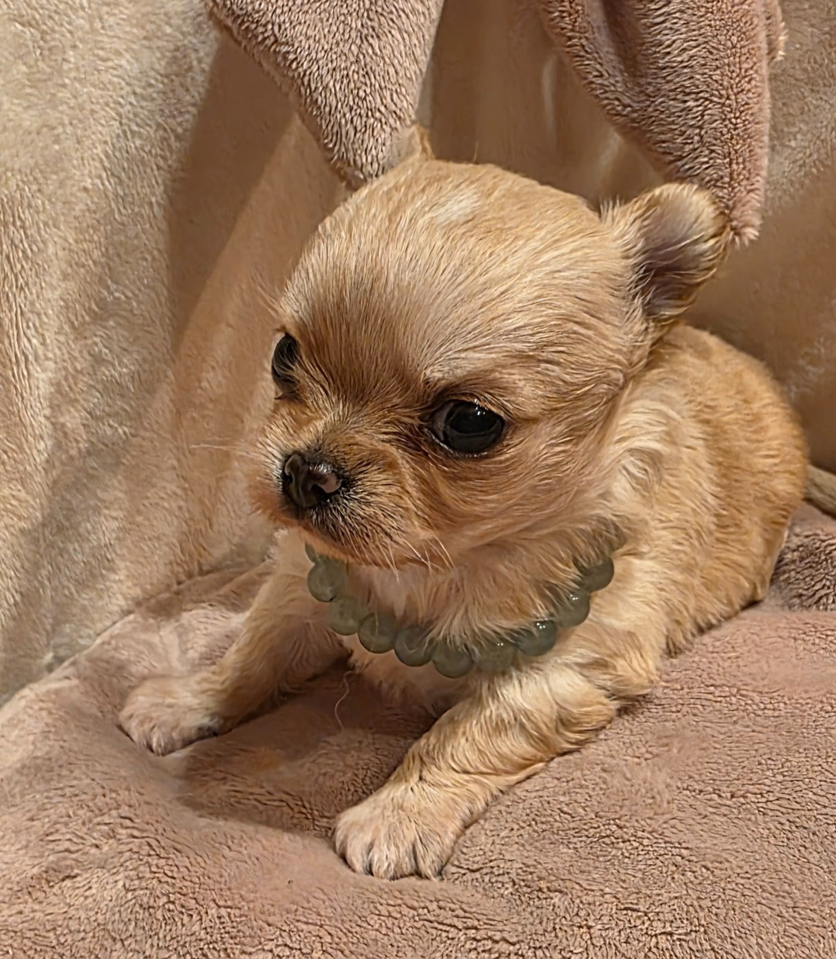 Des muses du haut forez - Chiots disponibles - Chihuahua