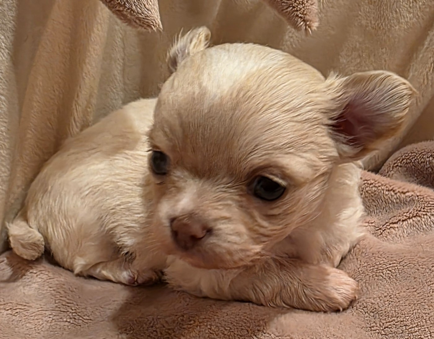 Des muses du haut forez - Chiots disponibles - Chihuahua