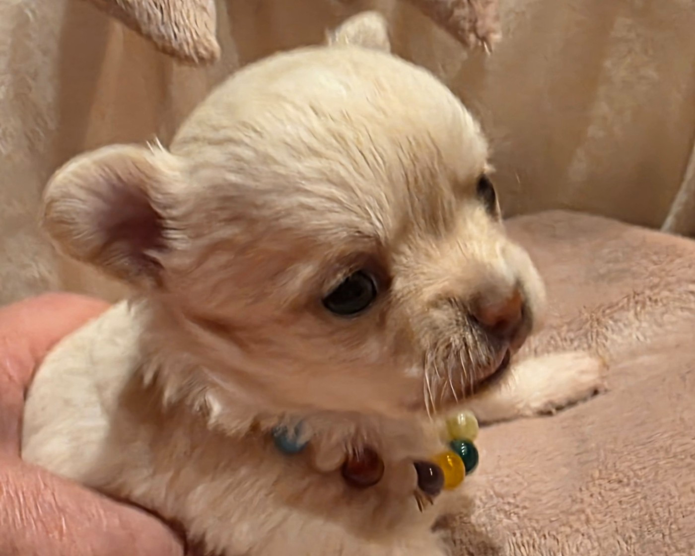 Des muses du haut forez - Chiots disponibles - Chihuahua