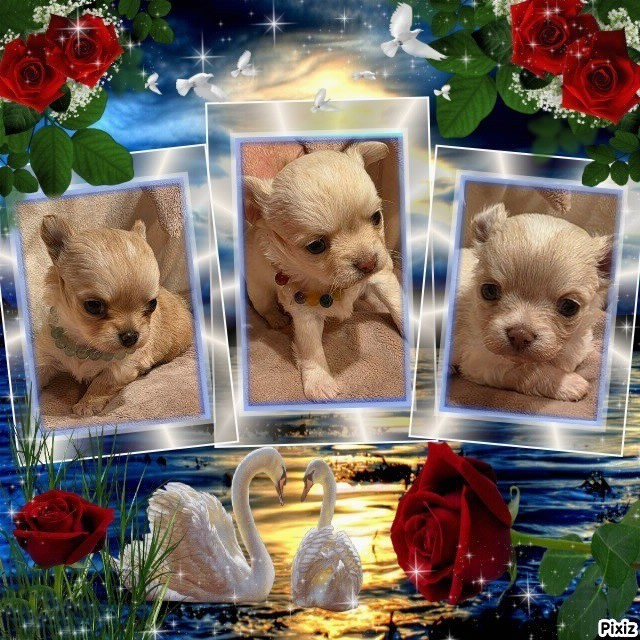 Chiot Chihuahua Des muses du haut forez