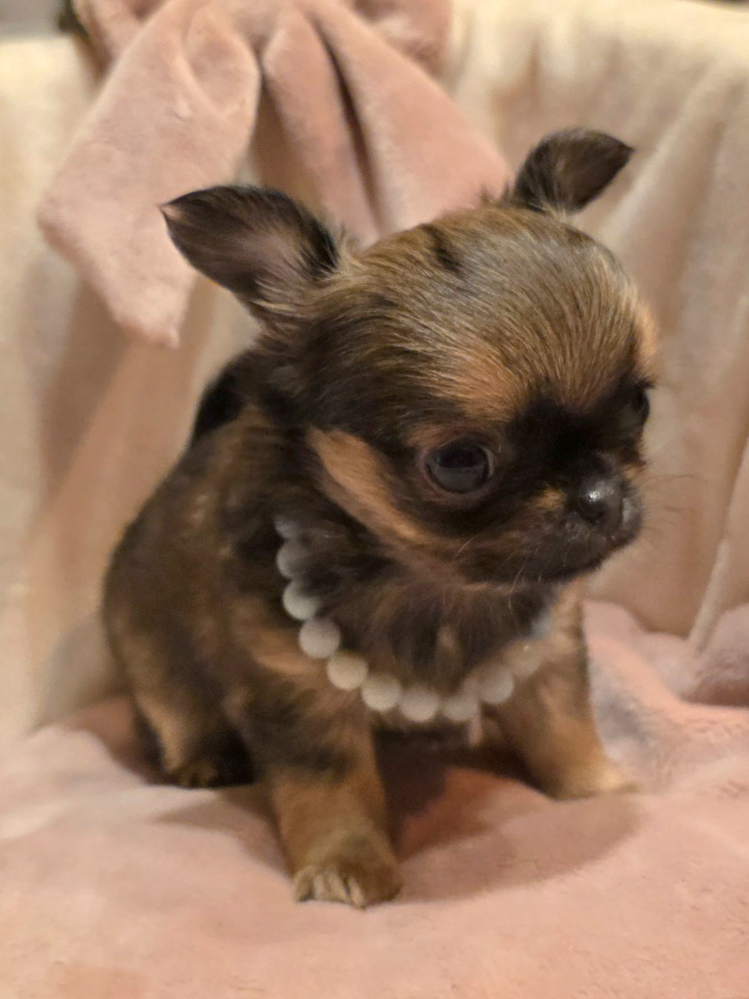 Des muses du haut forez - Chiots disponibles - Chihuahua