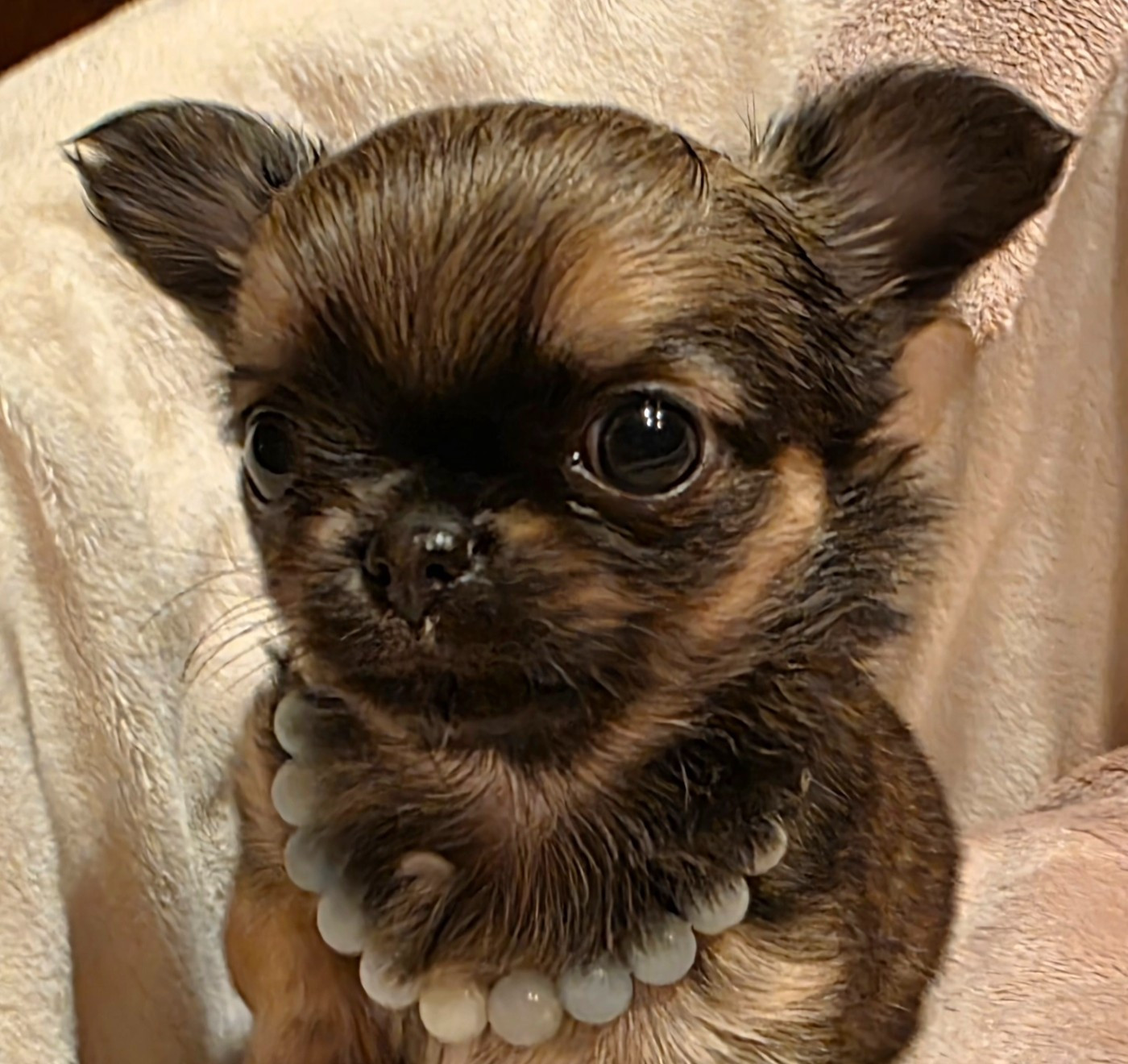 Chiot Chihuahua Des muses du haut forez