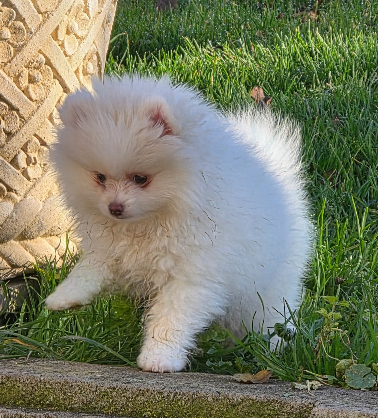 Des muses du haut forez - Chiots disponibles - Spitz allemand