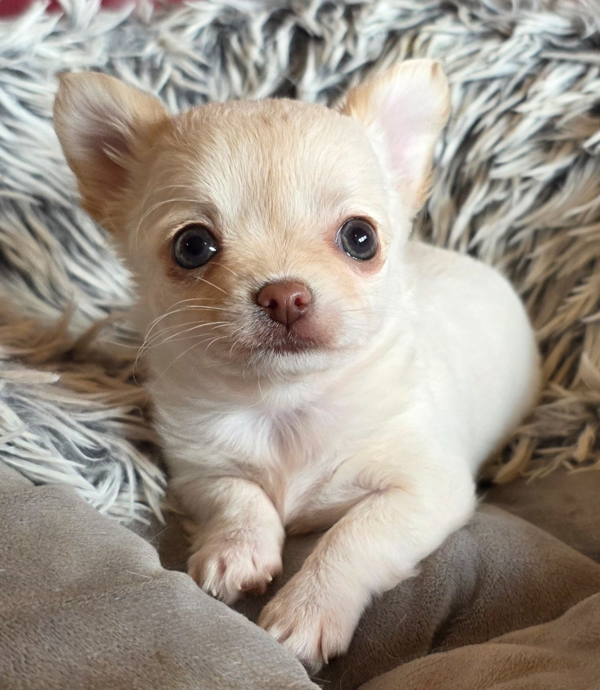 Des muses du haut forez - Chiots disponibles - Chihuahua