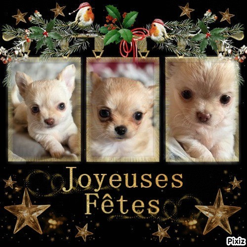 Chiot Chihuahua Des muses du haut forez