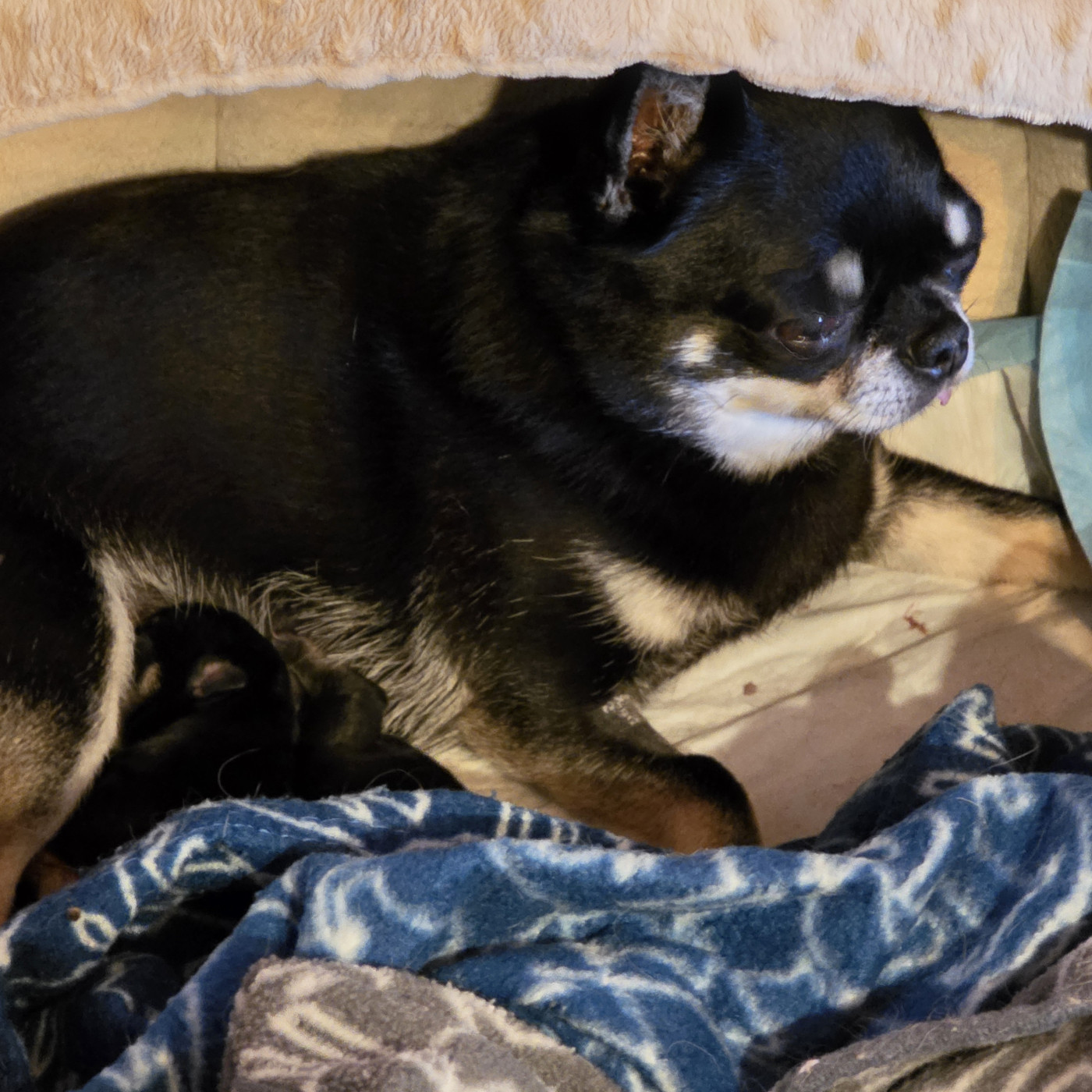 Chiot Chihuahua Des muses du haut forez