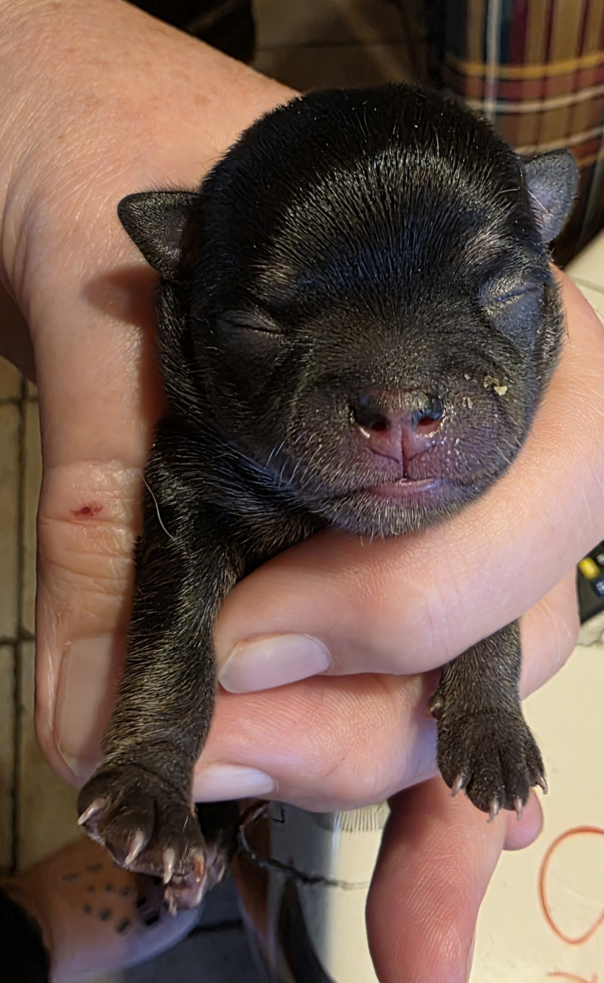 Des muses du haut forez - Chiots disponibles - Chihuahua