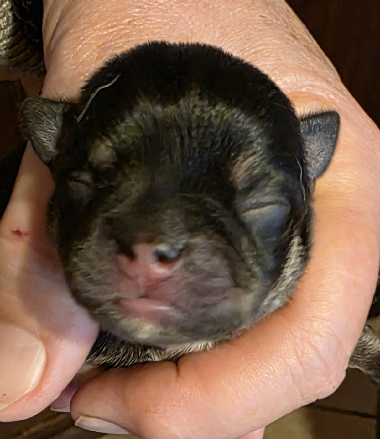 Des muses du haut forez - Chiots disponibles - Chihuahua