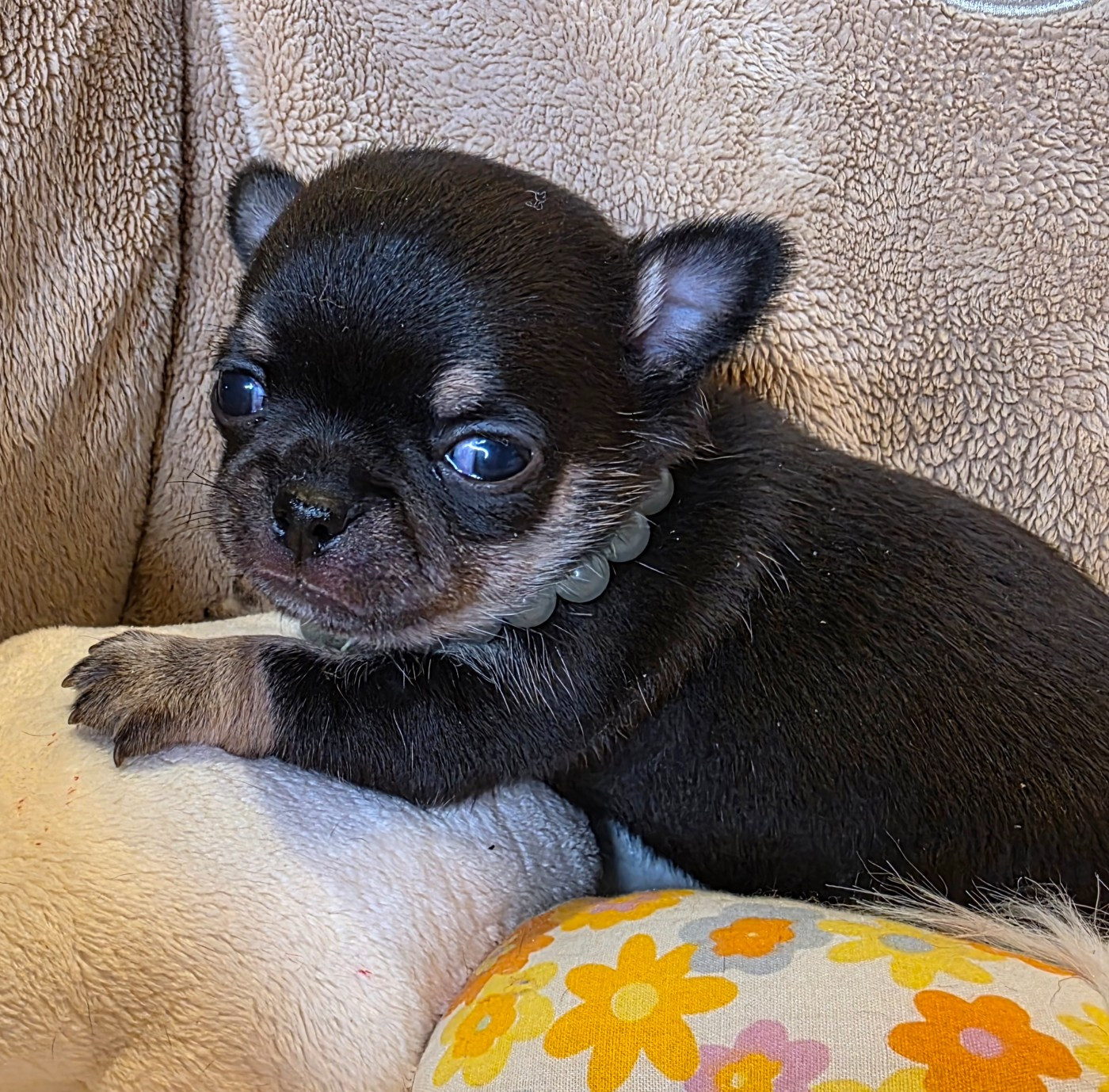 Des muses du haut forez - Chiots disponibles - Chihuahua