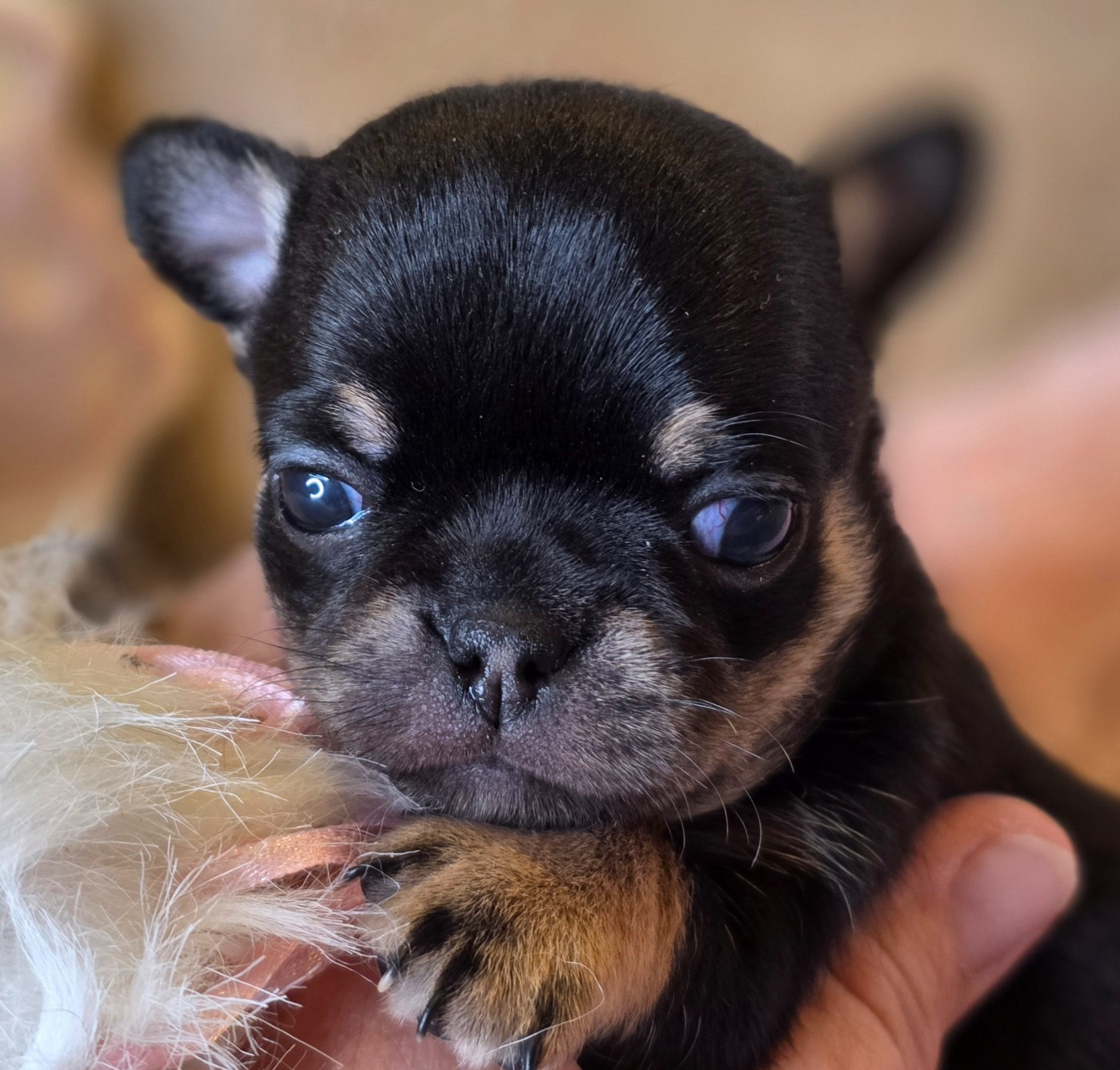 Des muses du haut forez - Chiots disponibles - Chihuahua