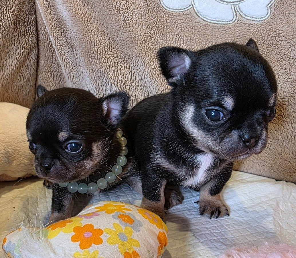 Des muses du haut forez - Chihuahua - Portée née le 11/03/2026