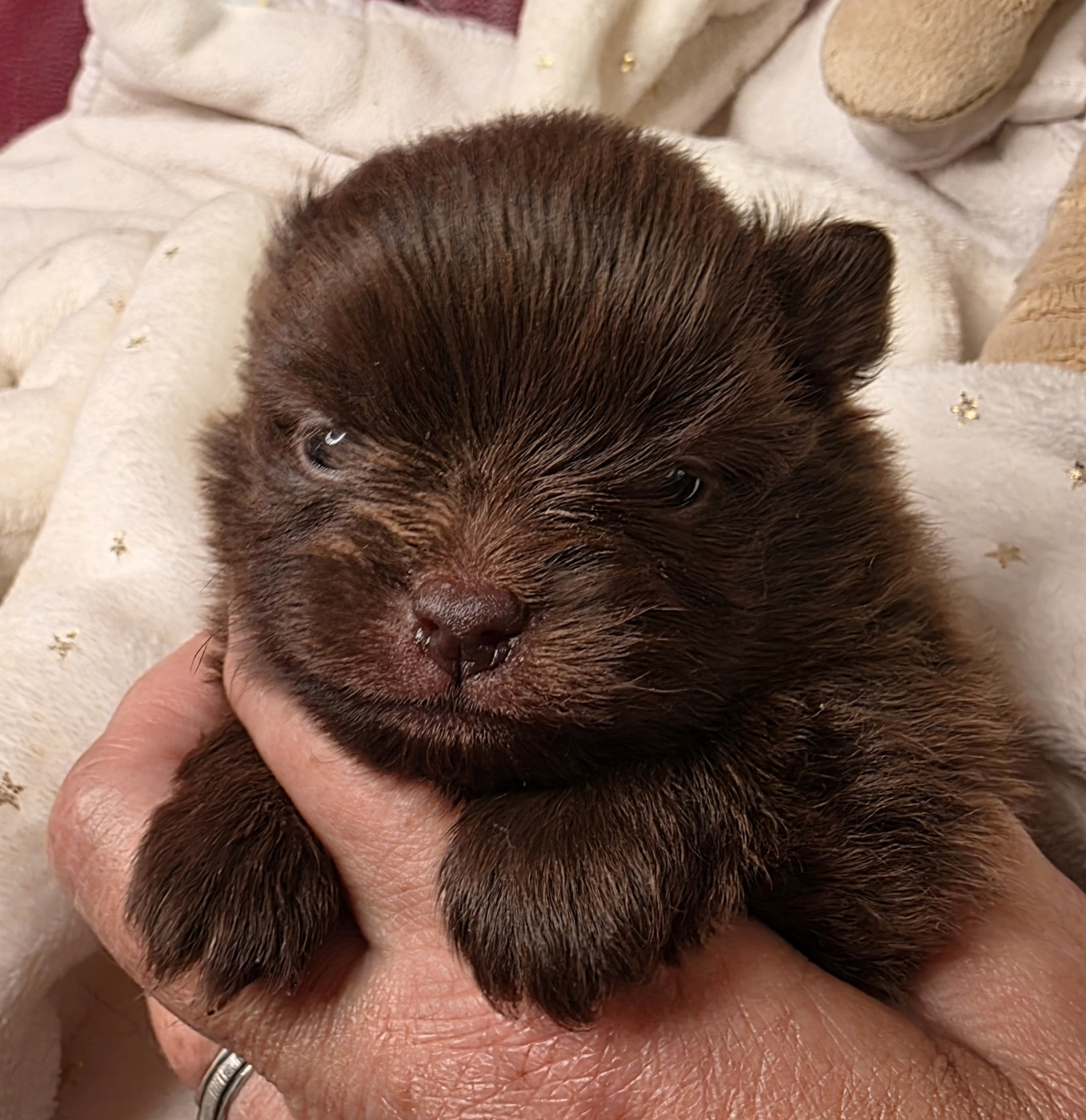 Des muses du haut forez - Chiots disponibles - Spitz allemand