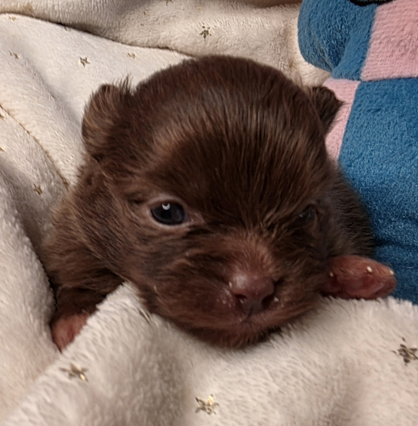 Des muses du haut forez - Chiots disponibles - Spitz allemand