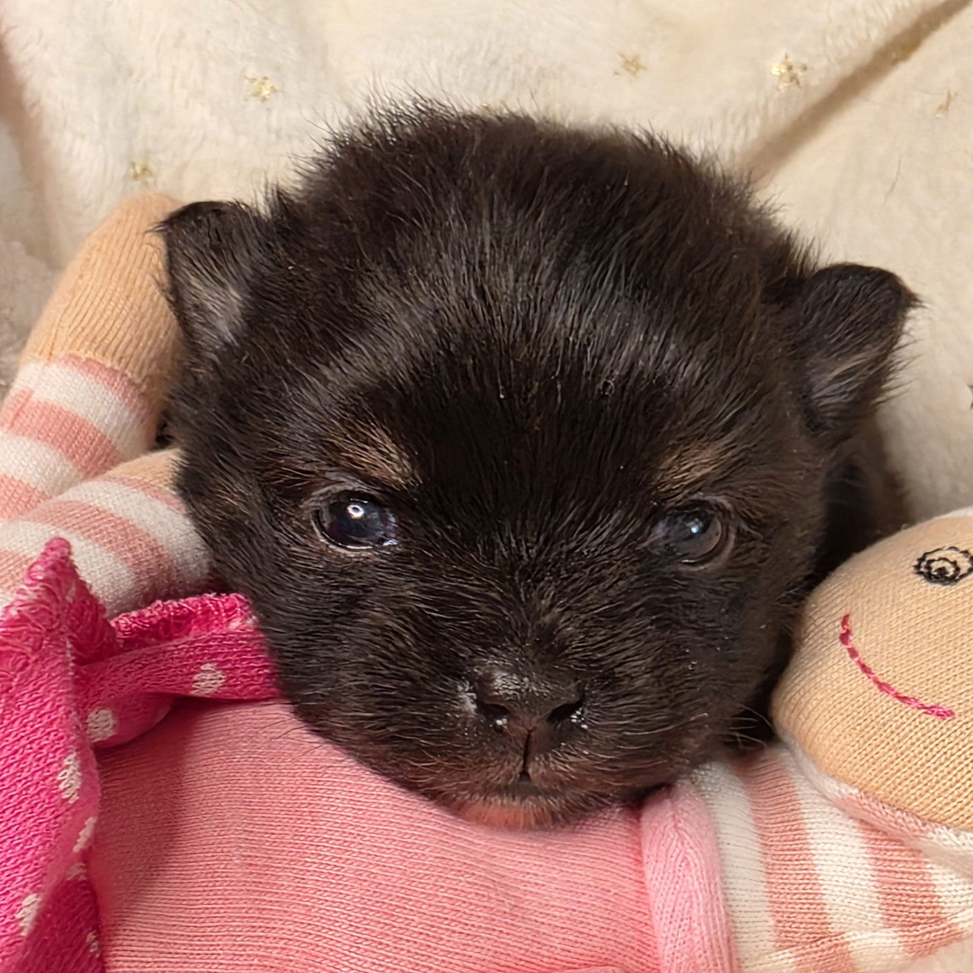 Des muses du haut forez - Chiots disponibles - Spitz allemand
