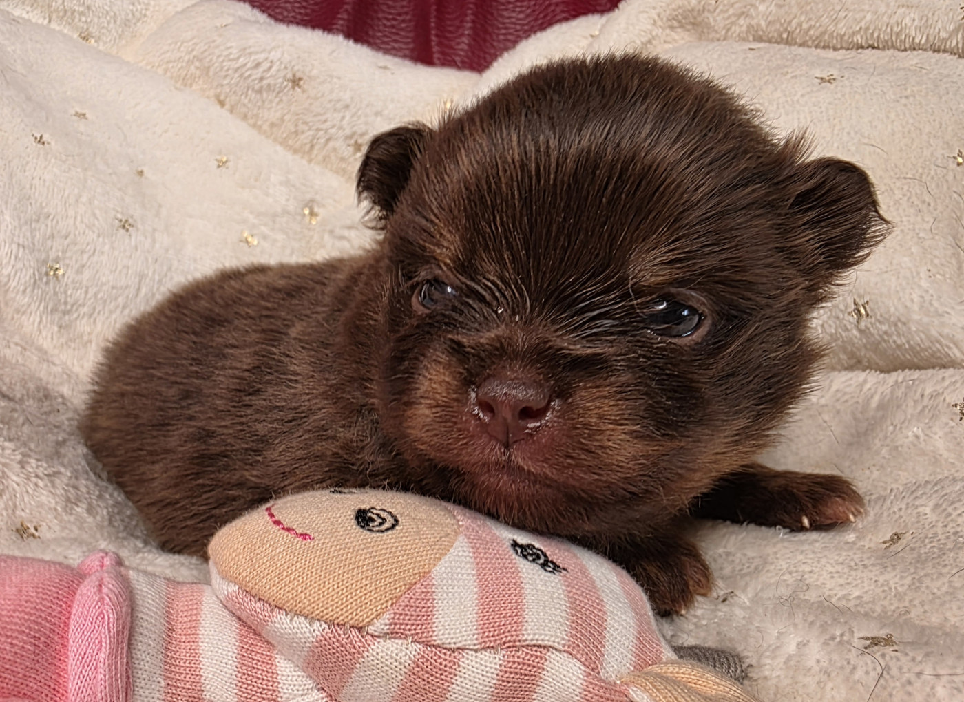 Des muses du haut forez - Chiots disponibles - Spitz allemand