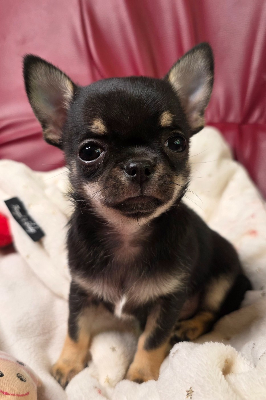 Des muses du haut forez - Chiots disponibles - Chihuahua