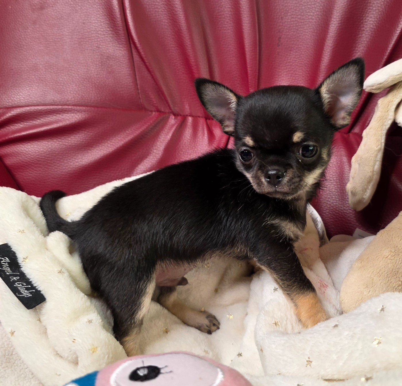 Des muses du haut forez - Chiots disponibles - Chihuahua