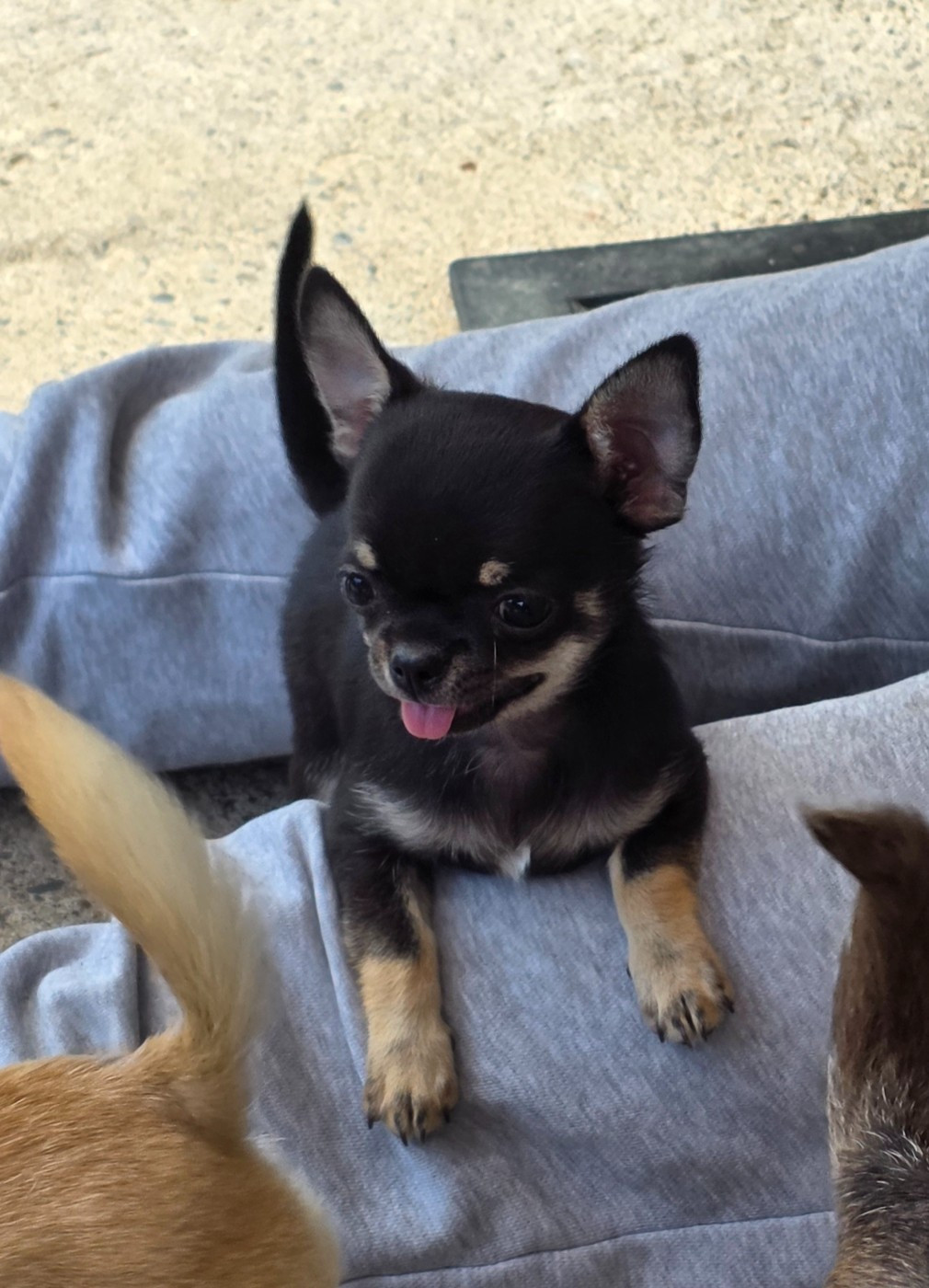 Des muses du haut forez - Chiots disponibles - Chihuahua