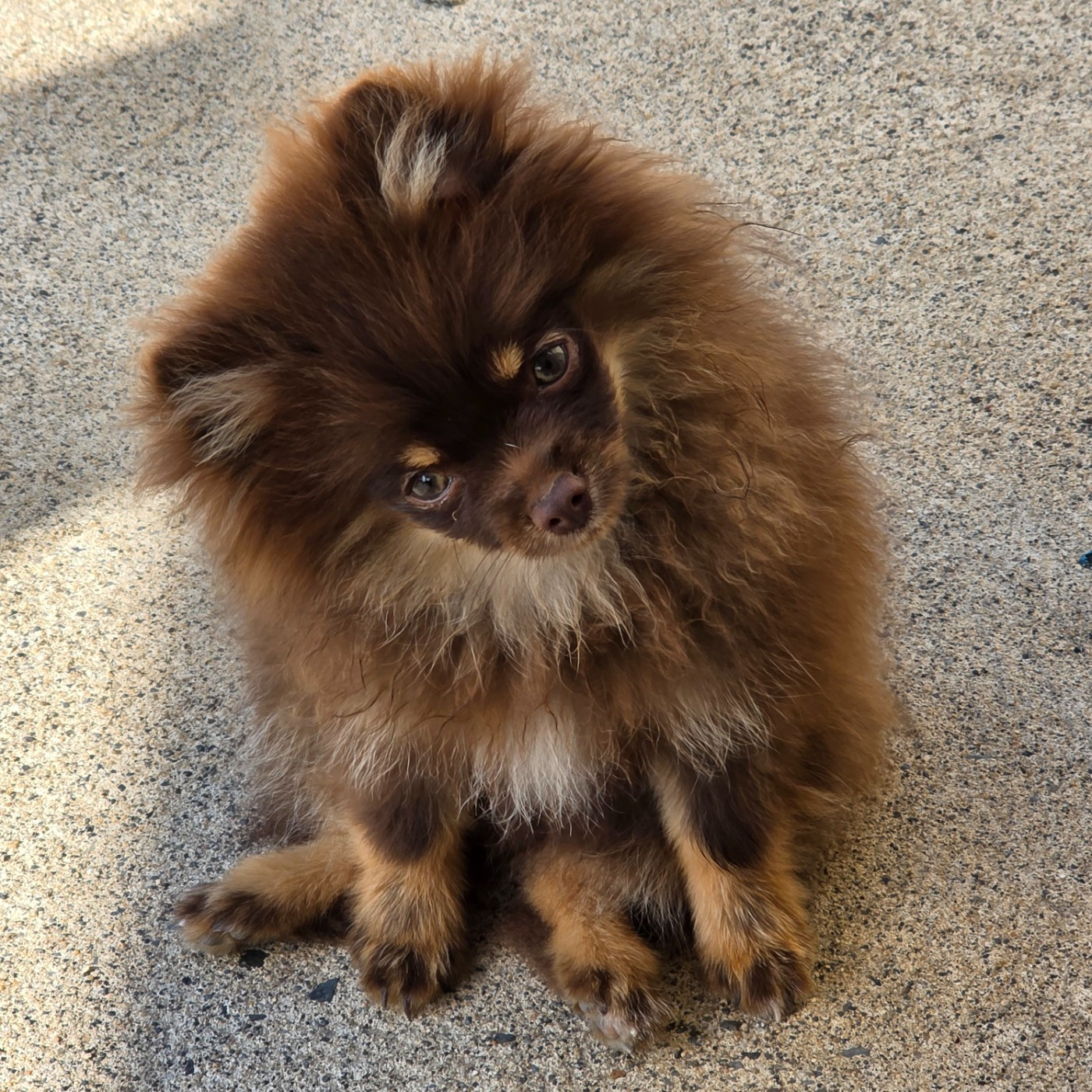Des muses du haut forez - Chiots disponibles - Spitz allemand