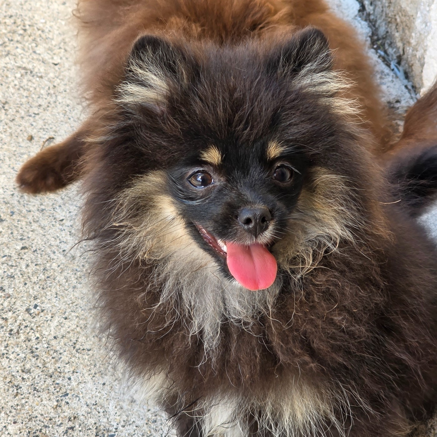 Des muses du haut forez - Chiots disponibles - Spitz allemand