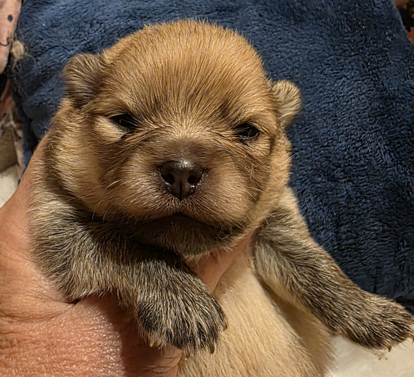 Des muses du haut forez - Chiots disponibles - Spitz allemand