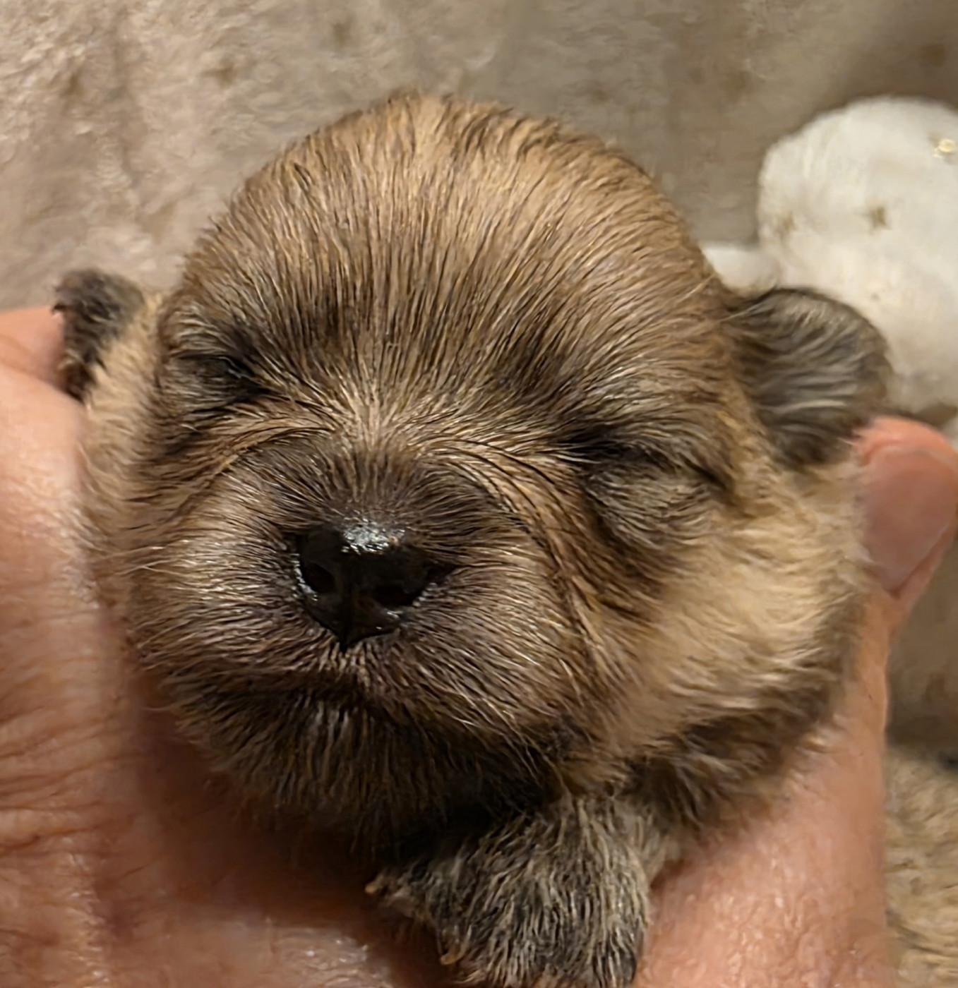 Des muses du haut forez - Chiots disponibles - Spitz allemand