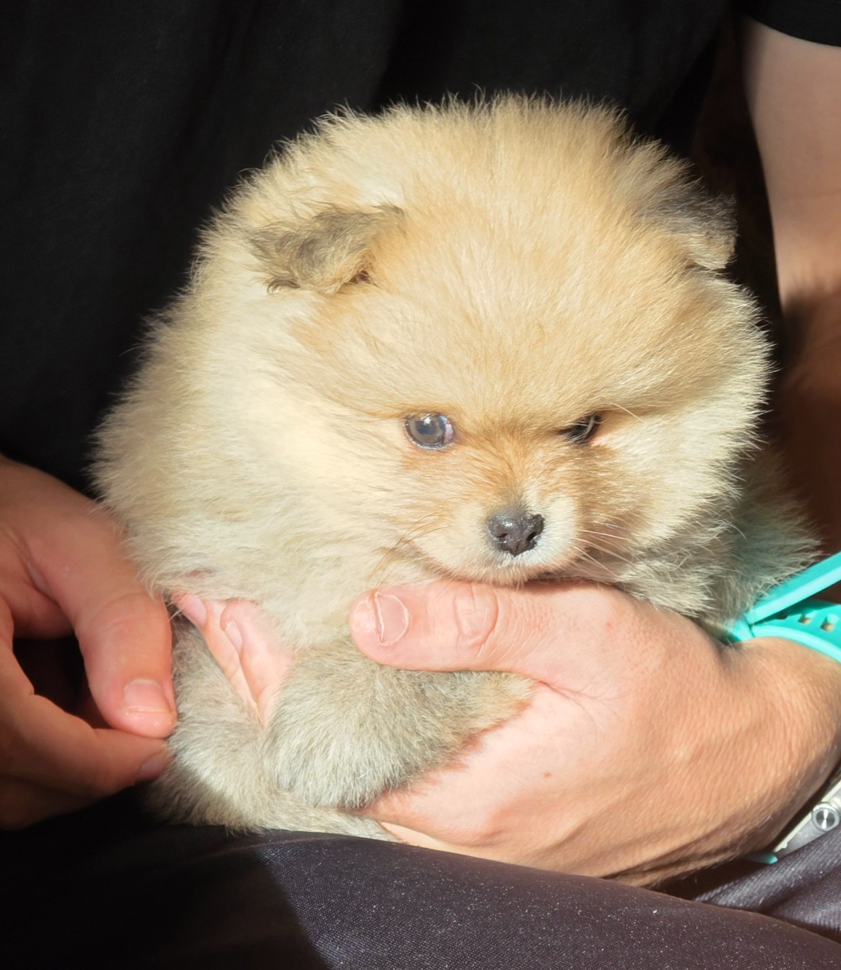 Des muses du haut forez - Chiots disponibles - Spitz allemand