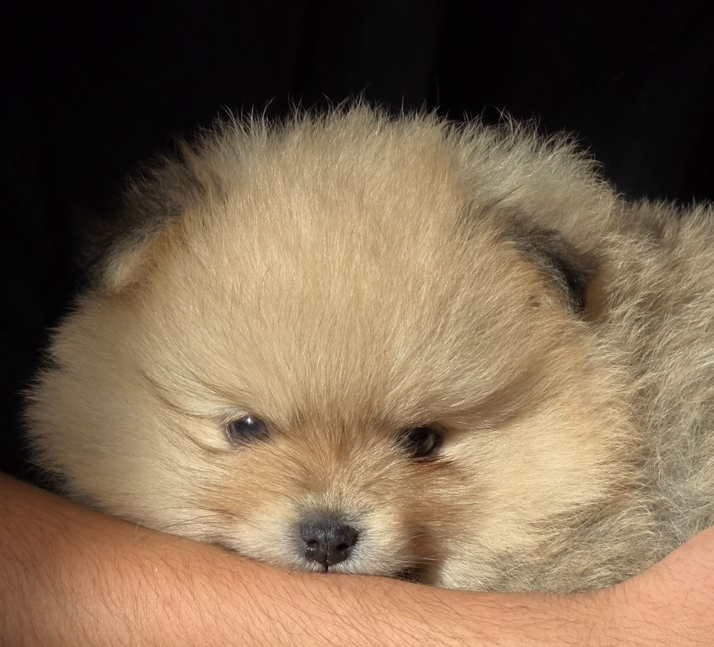 Des muses du haut forez - Chiots disponibles - Spitz allemand