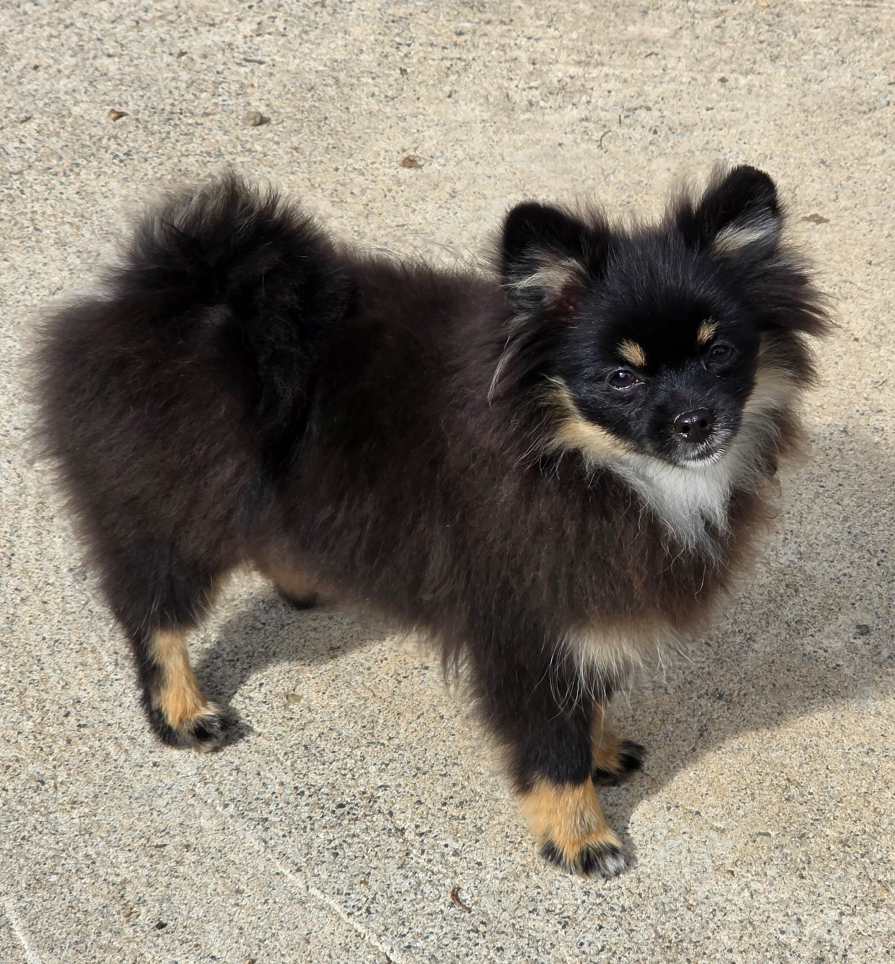 Des muses du haut forez - Chiots disponibles - Spitz allemand