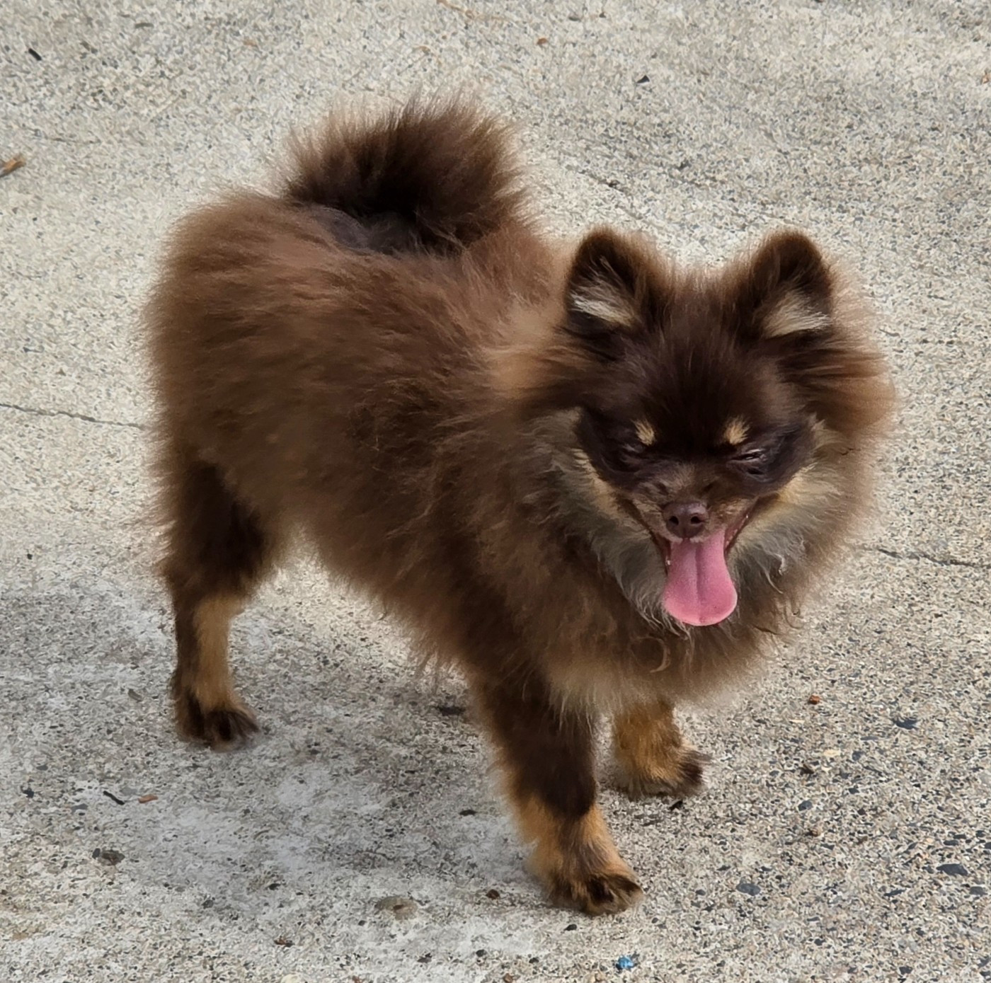 Des muses du haut forez - Chiots disponibles - Spitz allemand