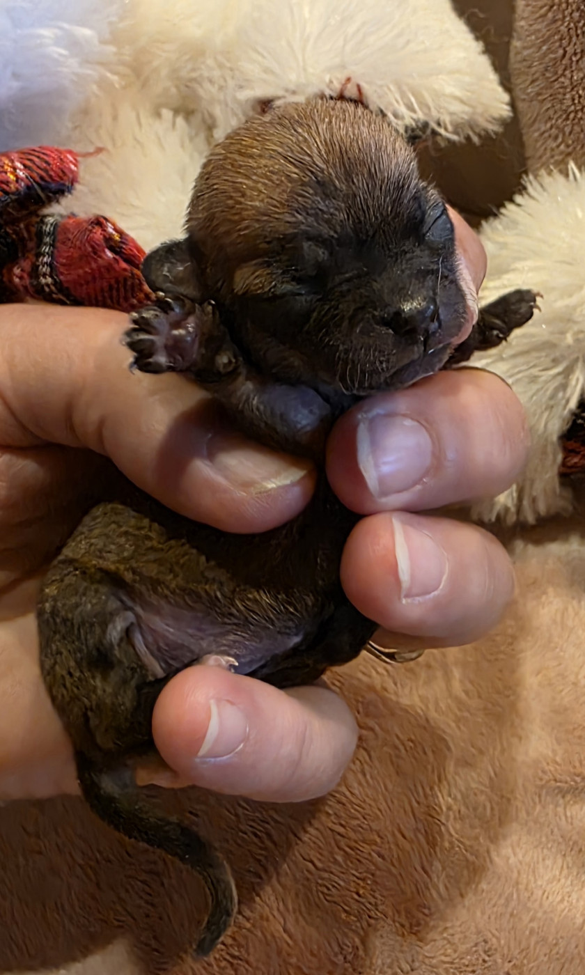 Des muses du haut forez - Chiots disponibles - Chihuahua