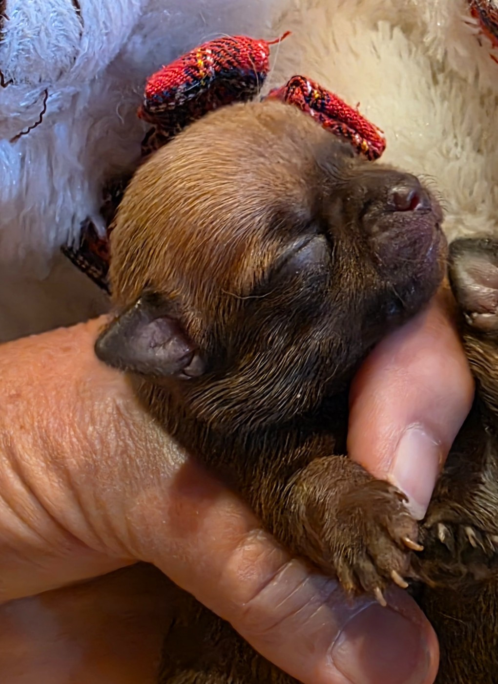 Des muses du haut forez - Chiots disponibles - Chihuahua