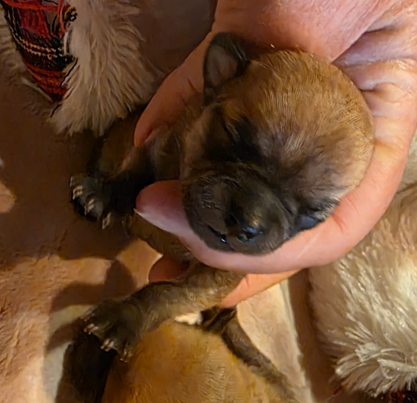 Des muses du haut forez - Chiots disponibles - Chihuahua