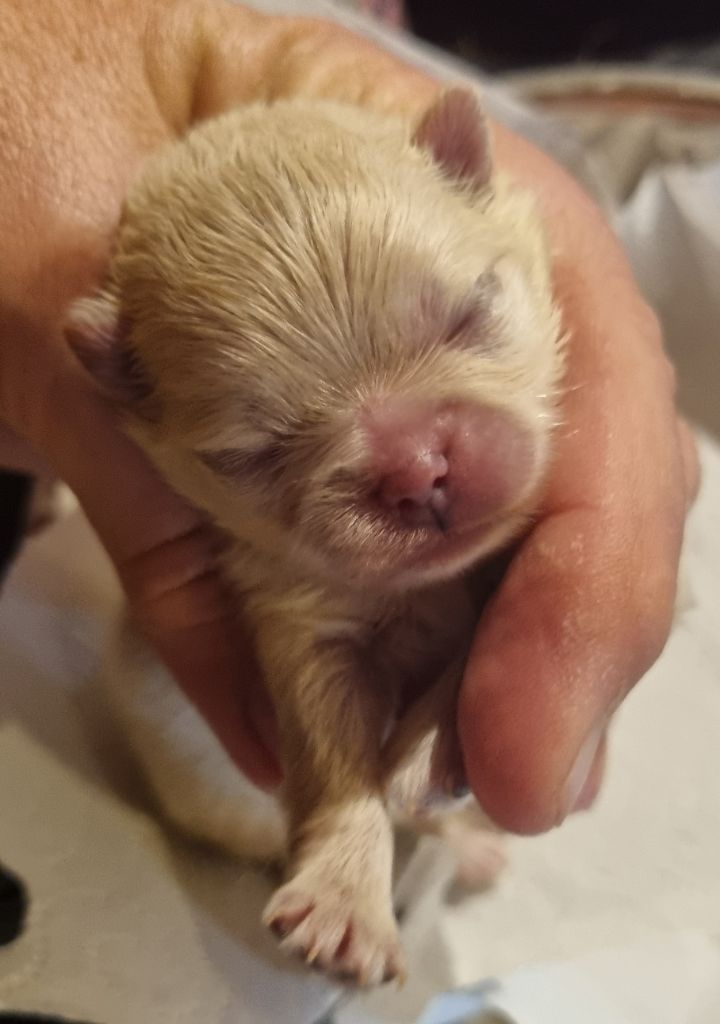 Des muses du haut forez - Spitz allemand - Portée née le 04/10/2025