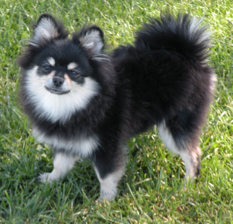 Chiot Spitz allemand Des muses du haut forez