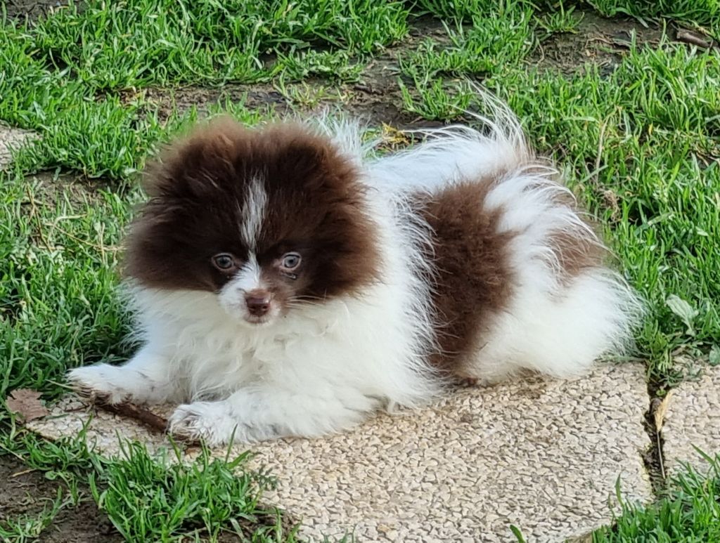 Chiot Spitz allemand Des muses du haut forez