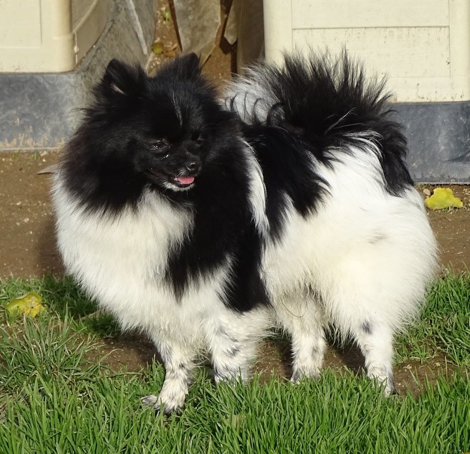 Des muses du haut forez - Spitz allemand - Portée née le 12/04/2019